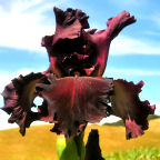 Red Hawk - tall bearded Iris
