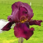 Red Polish - reblooming tall bearded Iris