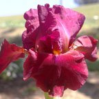 Red Rider - fragrant reblooming tall bearded Iris