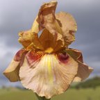 Red Thumbprints - fragrant reblooming Border bearded Iris