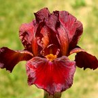 Red Zinger - Intermediate bearded Iris