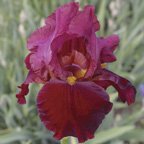 Red At Night - tall bearded Iris