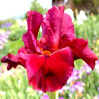 Redhead Winfred - fragrant tall bearded Iris