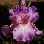 Reenie - tall bearded Iris