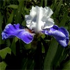 Regal Affair - tall bearded Iris