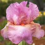 Reiterate - reblooming tall bearded Iris
