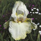 Renown - reblooming tall bearded Iris