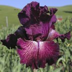 Return to Sender - reblooming tall bearded Iris