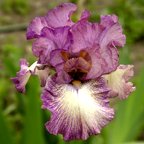 Returning Rose - reblooming tall bearded Iris