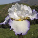 Revere - reblooming tall bearded Iris