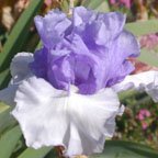 Reversi - fragrant tall bearded Iris