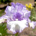 Rhonda Fleming - fragrant tall bearded Iris