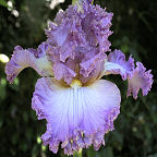 Ribbons and Lace - fragrant tall bearded Iris