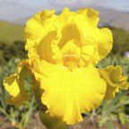 Richard B. Harris - fragrant tall bearded Iris