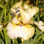 Ride The Tiger - tall bearded Iris