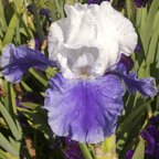 Ride The Wind - tall bearded Iris