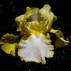 Rielle - reblooming Border bearded Iris