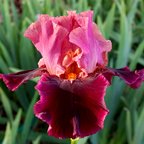 Right Already - tall bearded Iris
