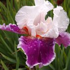 Ringo - reblooming tall bearded Iris