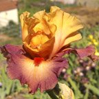 Rio - tall bearded Iris