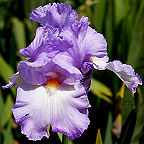 Rippling Waters - tall bearded Iris