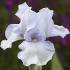 River Avon - tall bearded Iris
