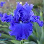 Riverboat Blues - fragrant tall bearded Iris