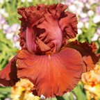 Rogue - tall bearded Iris