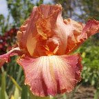 Role Model - fragrant tall bearded Iris