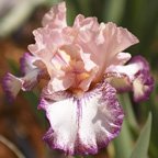 Roman Song - tall bearded Iris