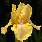 Romanita - SDB Standard Dwarf Bearded