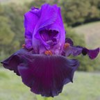 Romantic Evening - reblooming tall bearded Iris