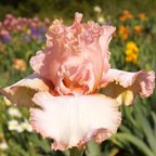 Romantic Mood - tall bearded Iris