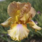 Romie Stewart - fragrant tall bearded Iris