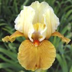 Romp - Intermediate bearded Iris