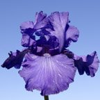 Ron - tall bearded Iris