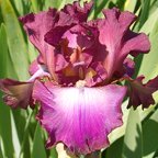 Rosette Wine - tall bearded Iris