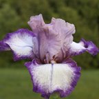 Rosy Cloud - tall bearded Iris