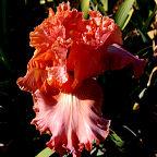 Rosy Mauve Cheeks - tall bearded Iris