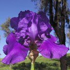 Rotunda - reblooming tall bearded Iris