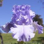 Rowella - tall bearded Iris