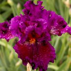 Royal Family - tall bearded Iris