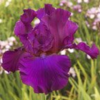 Royal Kingdom - tall bearded Iris