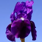 Royal Knight - reblooming Intermediate bearded Iris