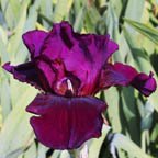 Royal Premiere - tall bearded Iris