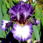 Royal Slippers - tall bearded Iris