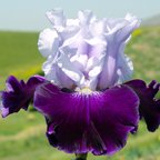 Royal Storm - reblooming tall bearded Iris