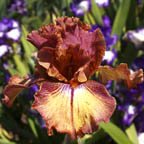 Ruffled Copper Sunset - tall bearded Iris