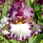 Rumbleseat - reblooming tall bearded Iris
