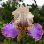 Rupaul - tall bearded Iris